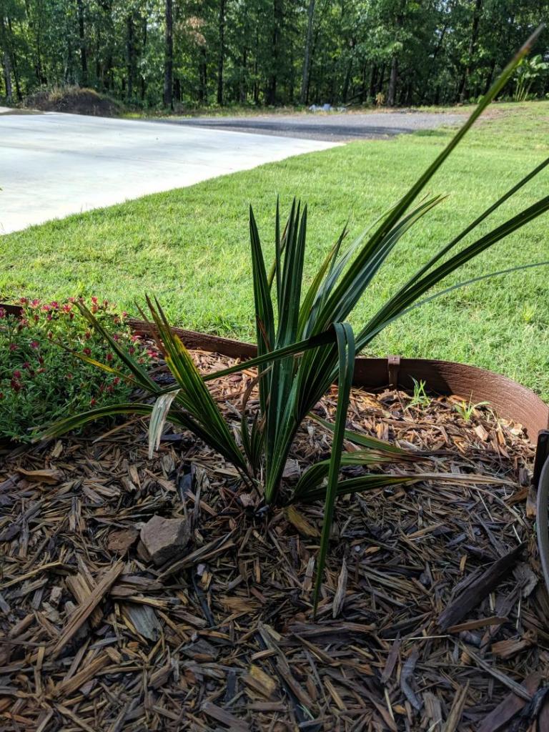 Sabal palmetto vs birmingham hardiness - COLD HARDY PALMS ...
