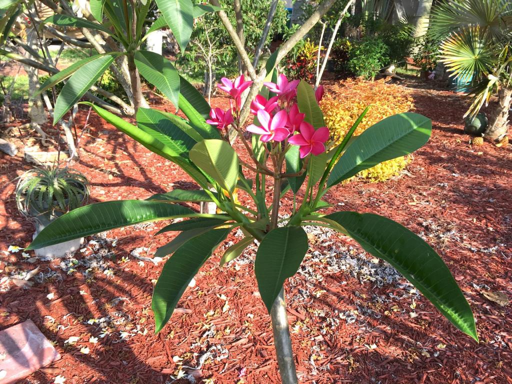 Plumeria_Fuschia_02_05-04-19.thumb.JPG.3ec87251cb8856907368703aa42abce2.JPG