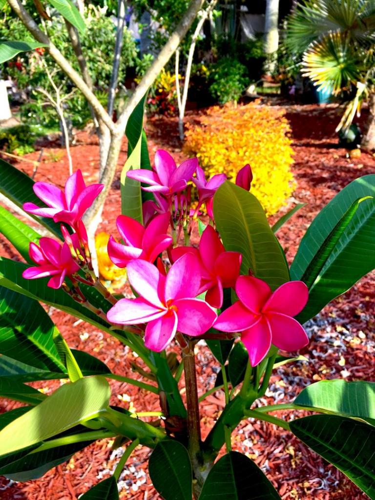 Plumeria_Fuschia_03_05-04-19.thumb.JPG.d3838dca164cec2eba981bf8e99c4a2b.JPG