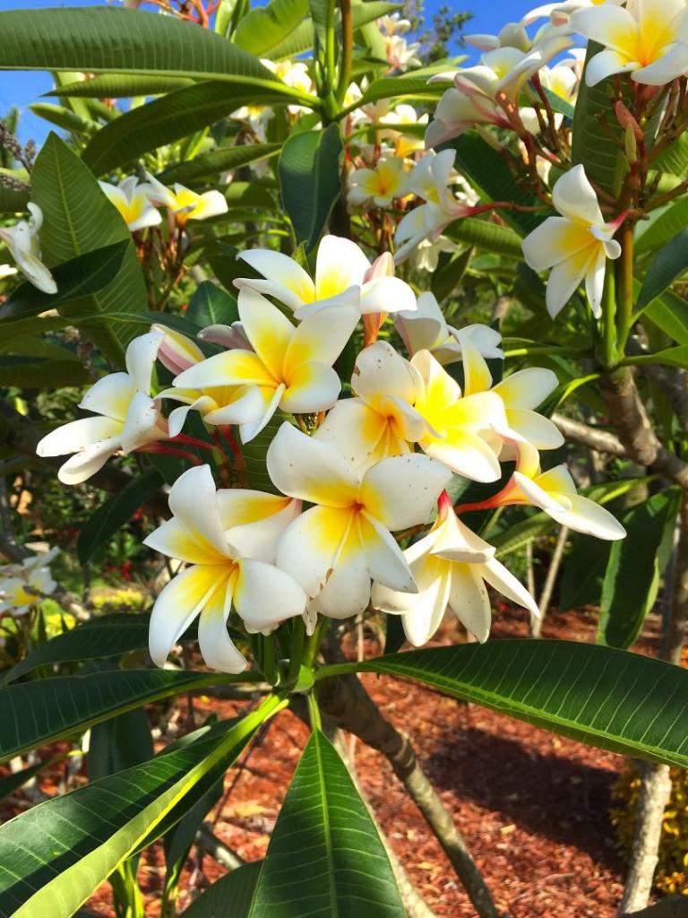 Plumeria_white_02_05-04-19.thumb.JPG.5bcf2e8469d325b48fe0fac8b791e4ea.JPG