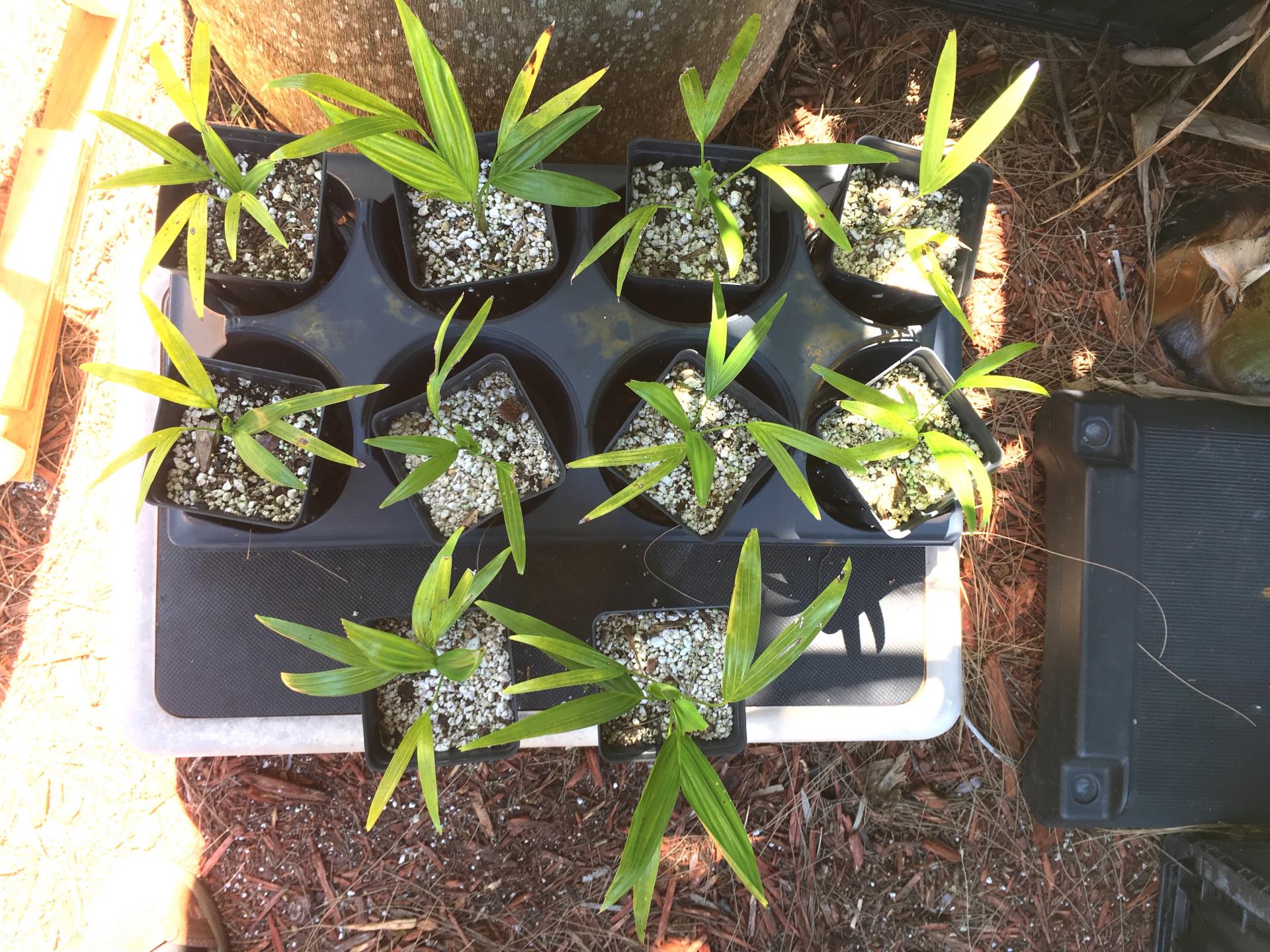 Ptychosperma elegans seedlings x10