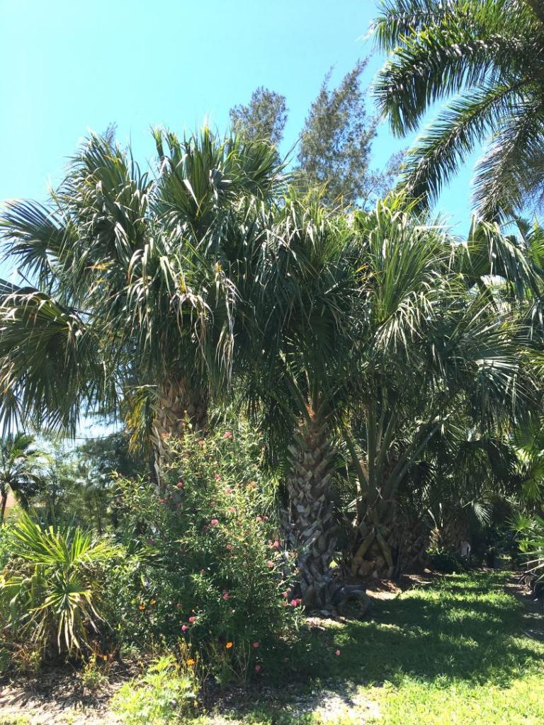 Sabal_Row_01_05-17-19.thumb.JPG.1ce0b53fc650372fc633c2b3c70cde25.JPG
