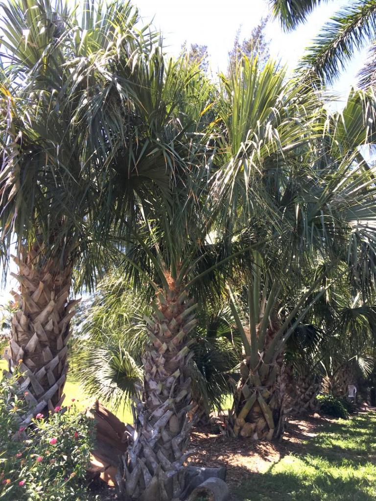 Sabal_Row_02_05-17-19.thumb.JPG.f43ad778ca3df83b8dc56a3c95a0b4b8.JPG