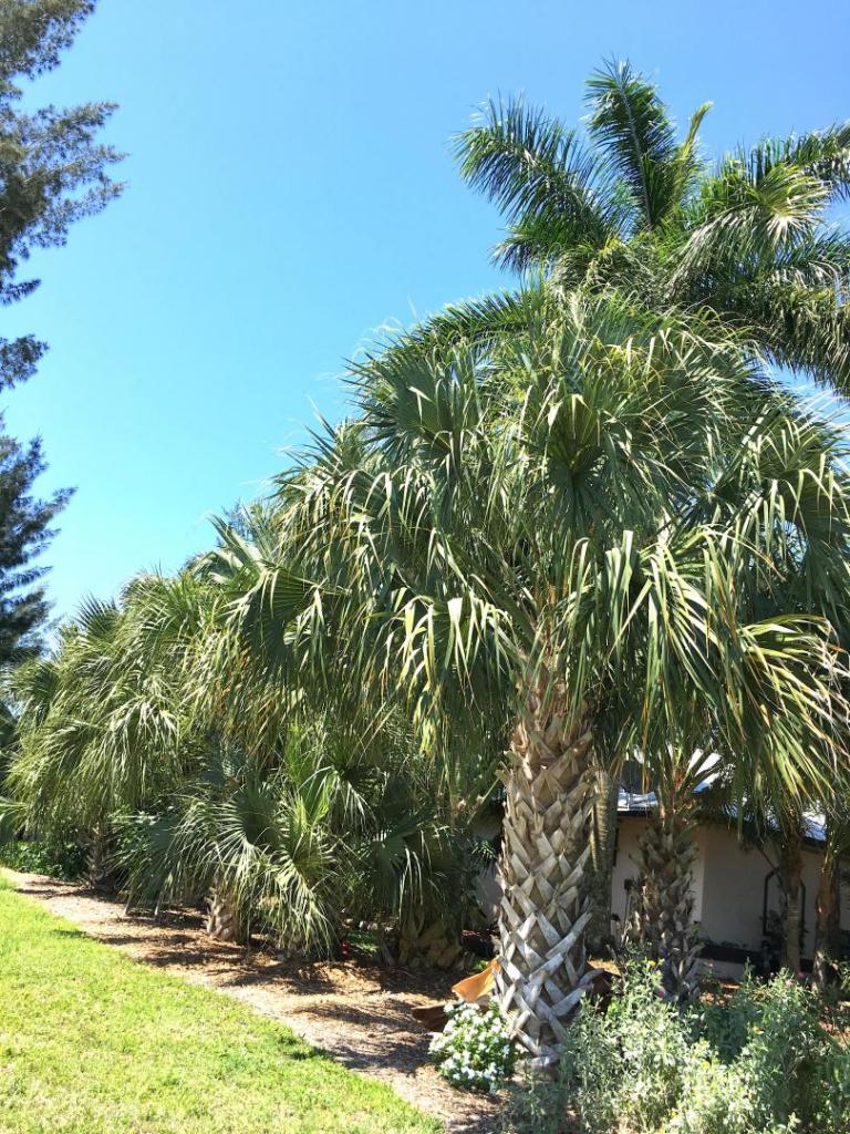 Sabal_Row_03_05-17-19.thumb.JPG.9a565e13f8ca60403fa2e07d174a6f0e.JPG