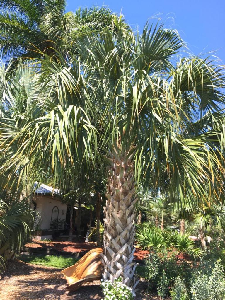 Sabal_Row_04_05-17-19.thumb.JPG.a2d45536e9b5790cefec0ea5f6a12a0d.JPG