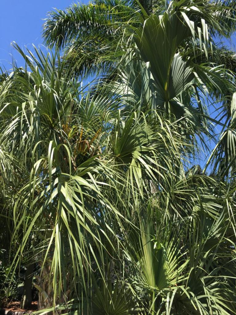 Sabal_Row_05_05-17-19.thumb.JPG.1093eb2c63657b7389430be970f89548.JPG