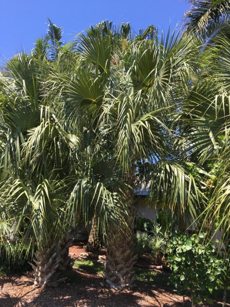 Sabal_Row_06_05-17-19.thumb.JPG.798f5e09e7196f706139fa2541f14659.JPG