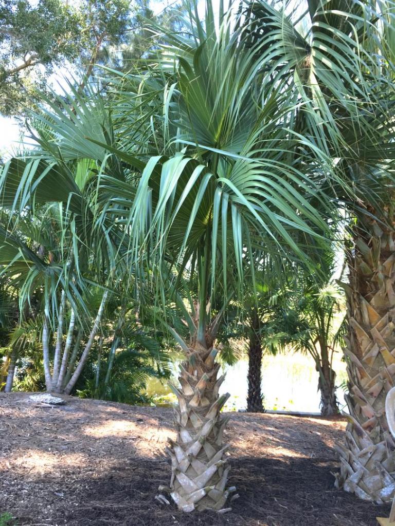 Sabal_Row_08_05-17-19.thumb.JPG.3db9eada6fc09d8f4cc2b04c7896aeca.JPG