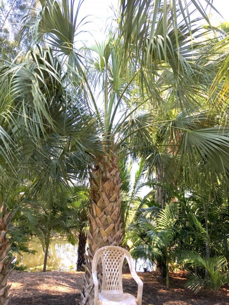 Sabal_Row_09_-5-17-19.thumb.JPG.aa9585aaa91e6596534bb5c7ef70fe9a.JPG