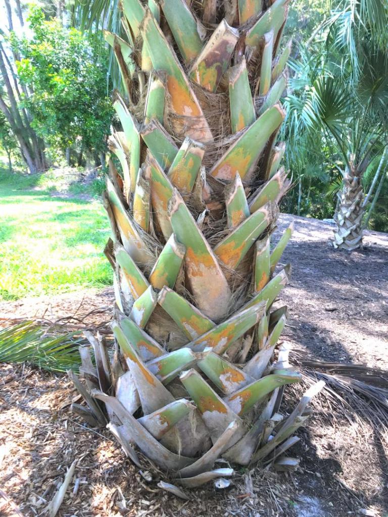Sabal_Row_11_05-17-19.thumb.JPG.3669a4dee2666c95543fcf25f8946798.JPG
