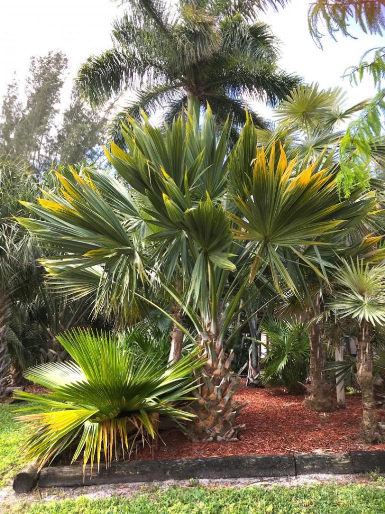 Sabal_palmetto_Lisa_01_04-30-19.thumb.JPG.0c935f70ab51d9fd4f0d6ed9fb4b7731.JPG