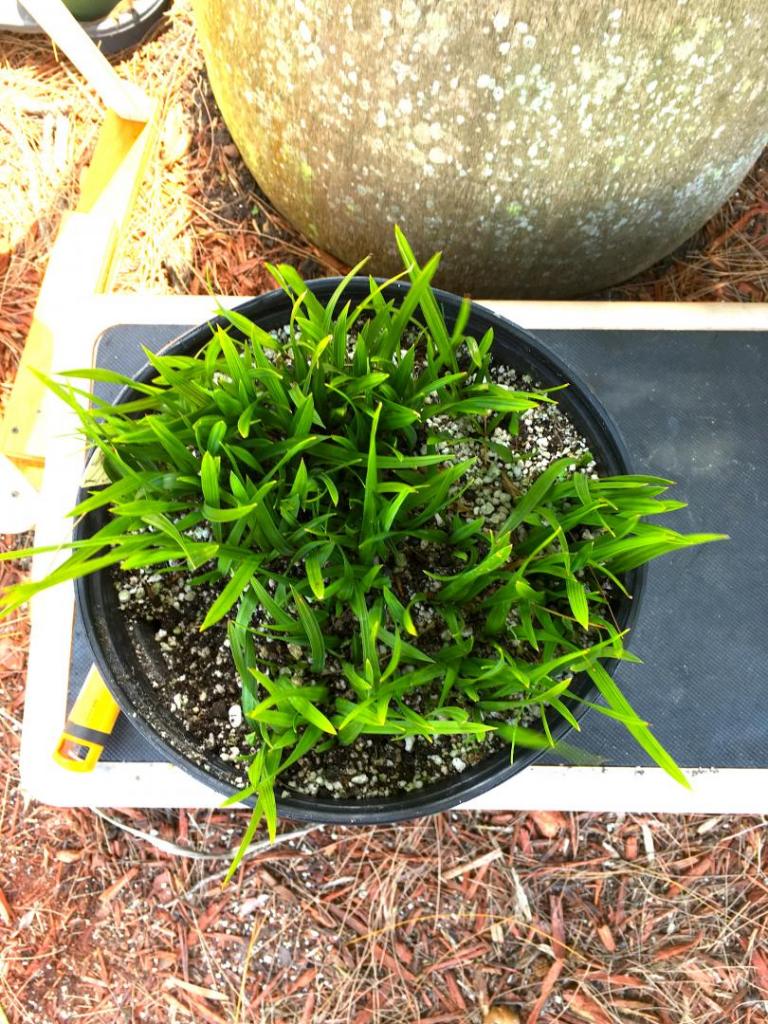 Sabal_palmetto_Lisa_seedlings_01_05-04-19.thumb.JPG.ace68b9b8f6379bc84132df7a8d848d5.JPG