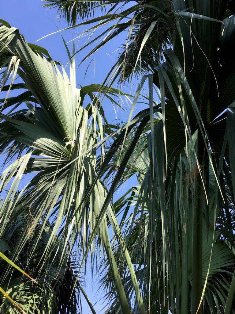 Sabal_sp_fronds_01_05-05-19.thumb.JPG.1b420198a19fee683c1a5acd2f5cff1b.JPG