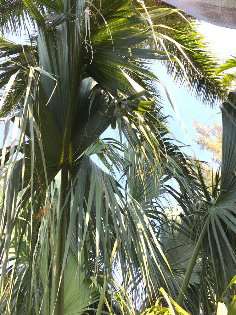 Sabal_sp_fronds_03_05-05-19.thumb.JPG.424490f7cd8c9ab577bbfa5264780b1c.JPG