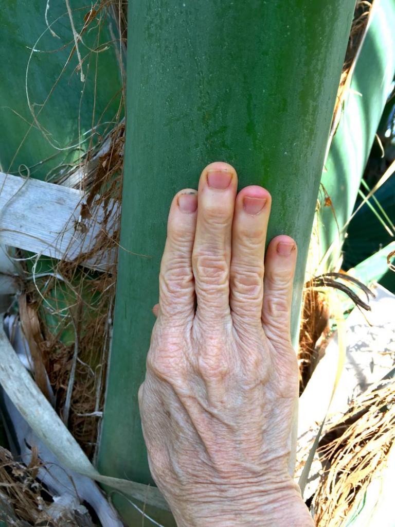 Sabal_sp_petiole_n_hand_01_05-05-19.thumb.JPG.74b89cbfb1258bc6503884f7df4b7fee.JPG