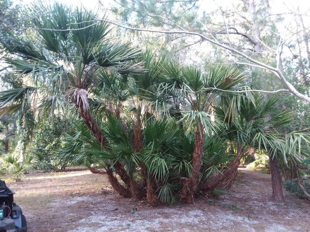 Saw_palmetto_clump.jpg