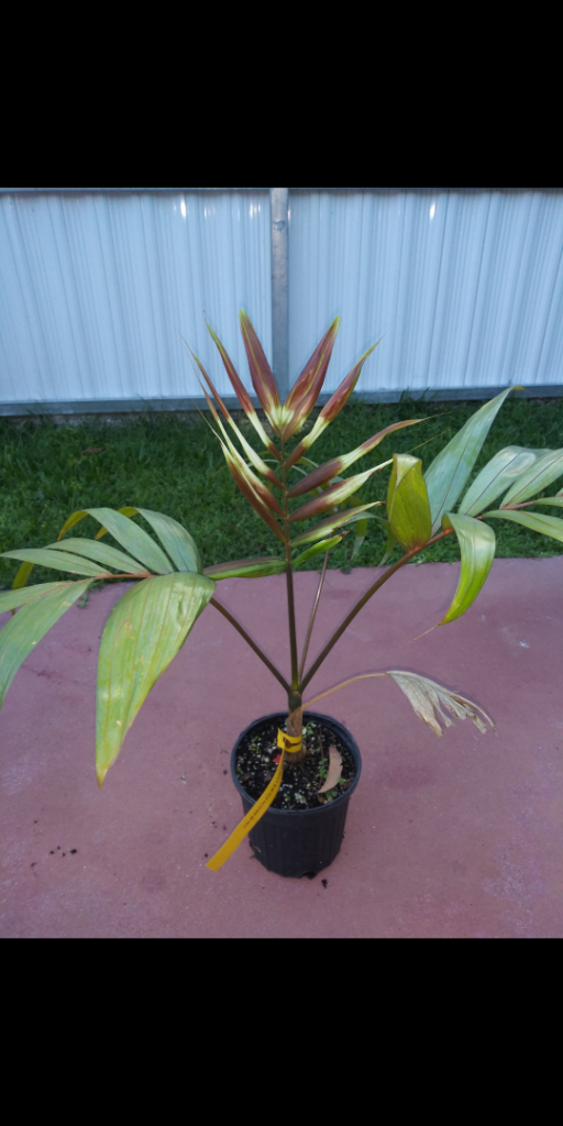 c.macrocarpa1.png