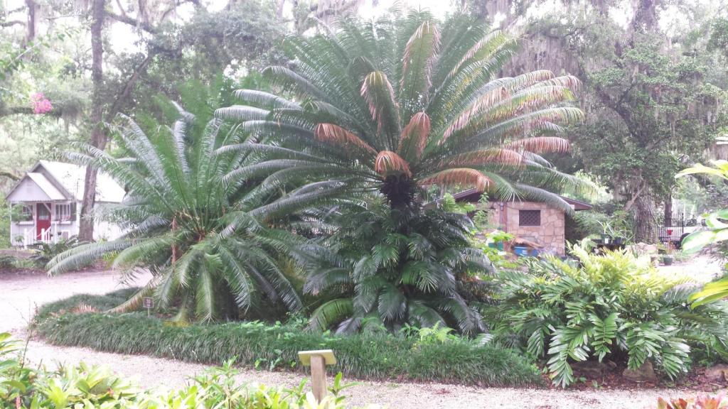 0019_20190608_105207_SMG_queen_cycads_1600.jpg