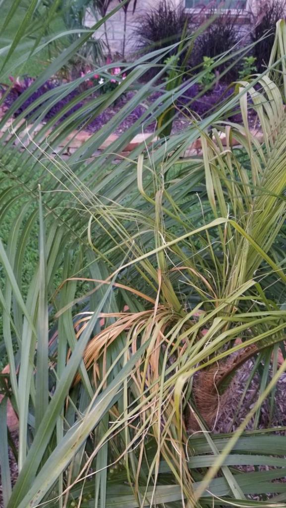 New frond.jpg
