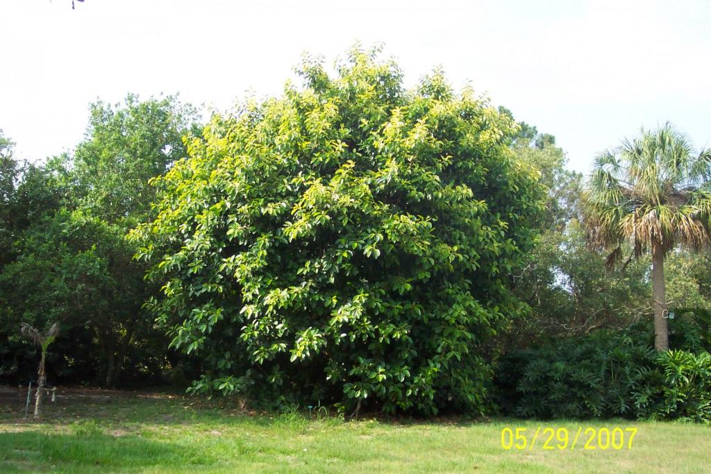 5-29-2007 ficus.jpg