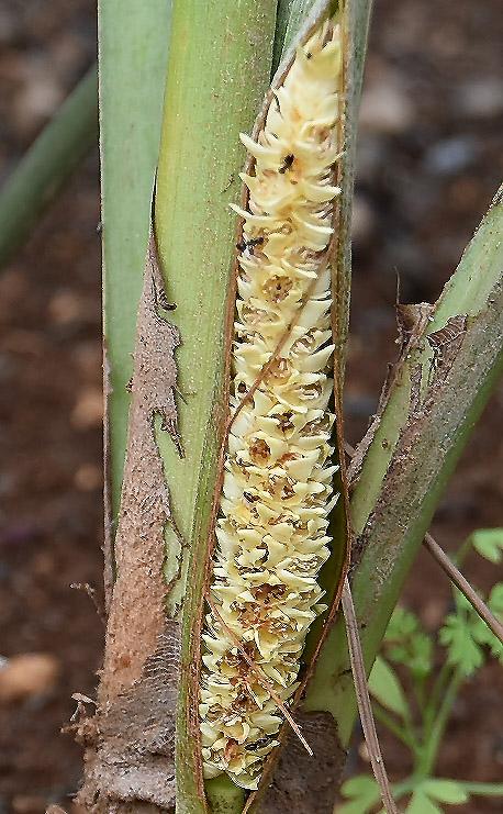 Allagoptera arenaria DISCUSSING PALM TREES WORLDWIDE PalmTalk