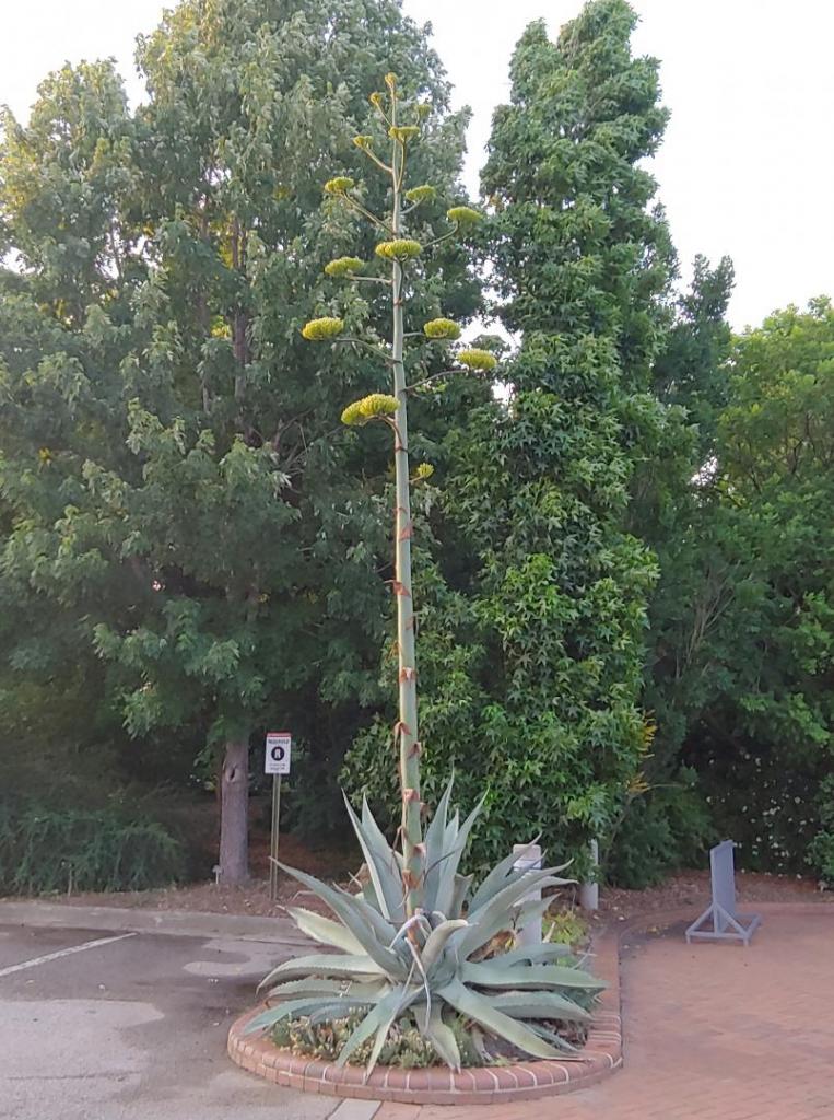Agave_asperrima.jpg
