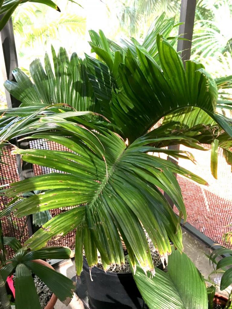 Areca_catechu_dwarf_lanai_01_06-27-19.thumb.JPG.556481afe6dd2035a71107c54142629f.JPG