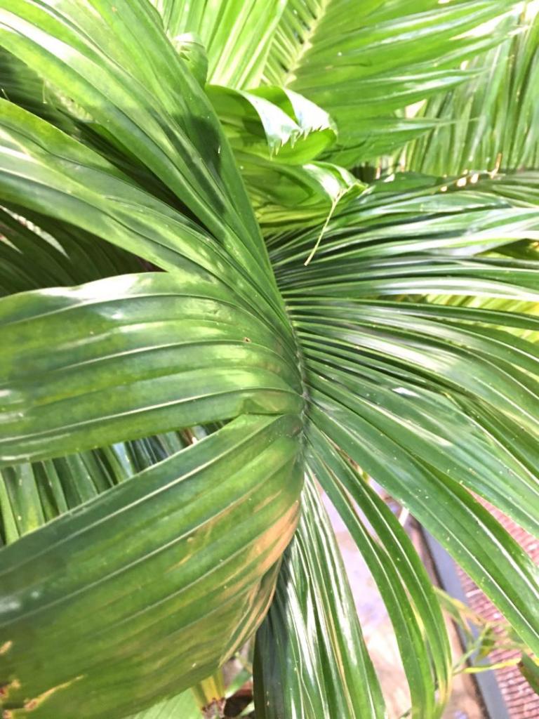 Areca_catechu_dwarf_lanai_02_06-27-19.thumb.JPG.9ed921ea7c607b24f9d88352e134bb03.JPG