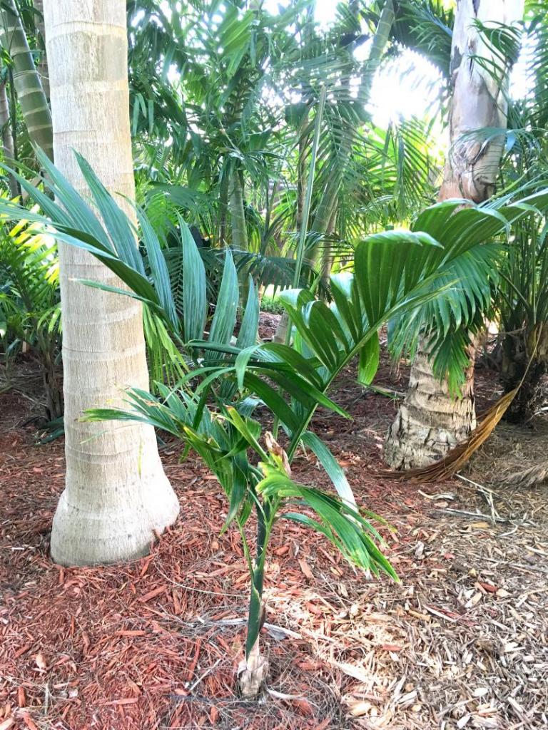 Areca_catechu_normal_02_06-27-19.thumb.JPG.194d15900adb185d1426aa0efb15ffce.JPG