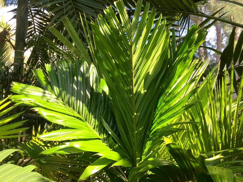 Areca_catechu_semi-dwarf_1-02_06-27-19.thumb.JPG.088fcdeeda25cdac3aaf3bff00956496.JPG