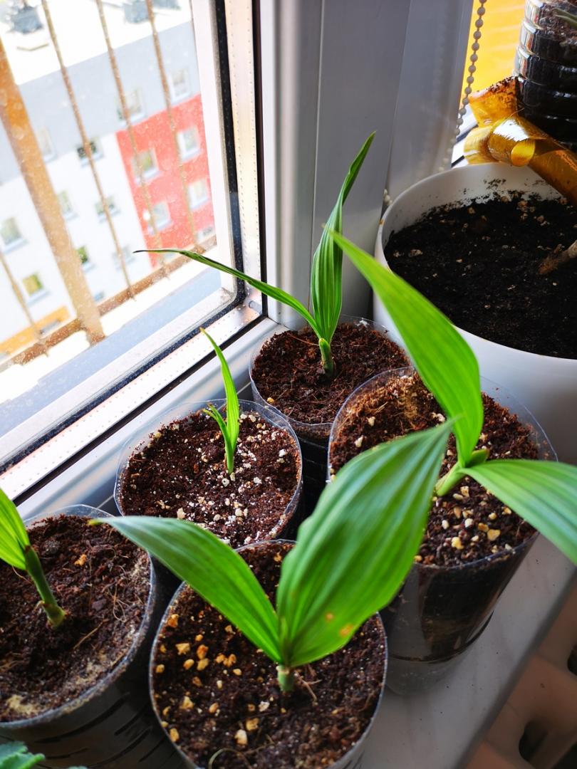 High Plateau Coconut Palm (Beccariophoenix Alfredii) – 15 Live Plants In 4" Pots, Rare Cold Hardy Palm