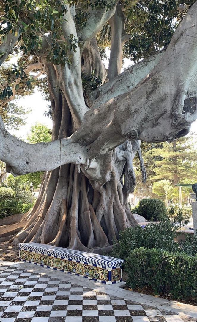 Tropical looking tree in Malaga TROPICAL LOOKING PLANTS Other Than