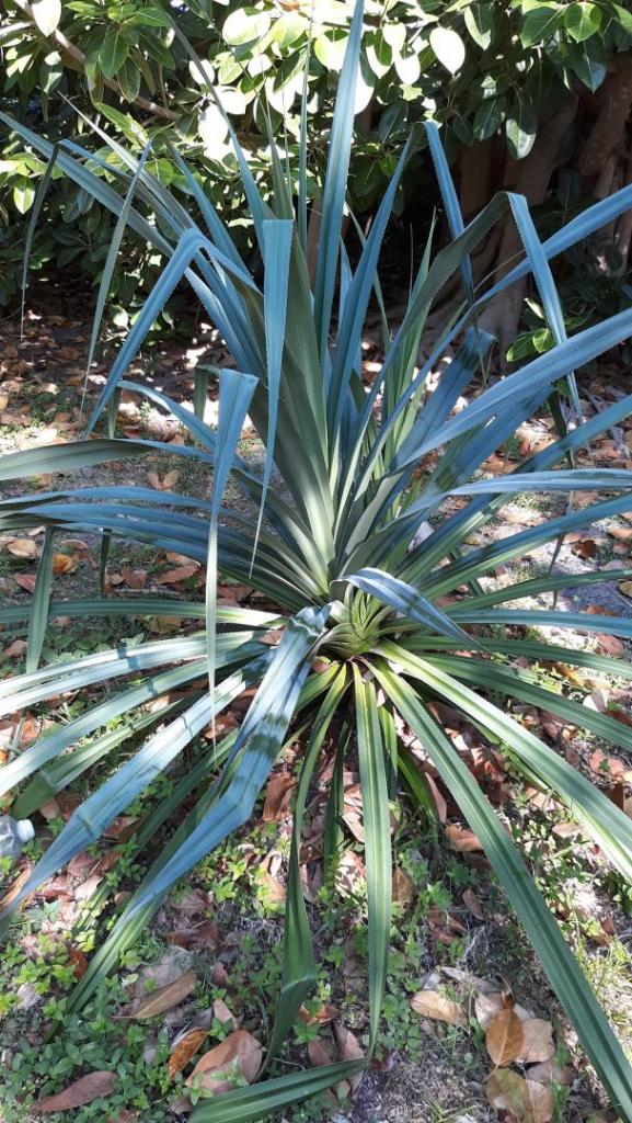 Pandanus_1.jpg