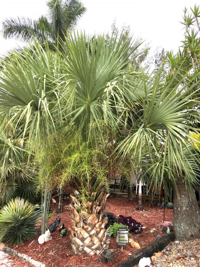 Sabal_miamiensis_01_06-22-19.thumb.JPG.ef9b549abba02c1f8ace3b889bc08078.JPG