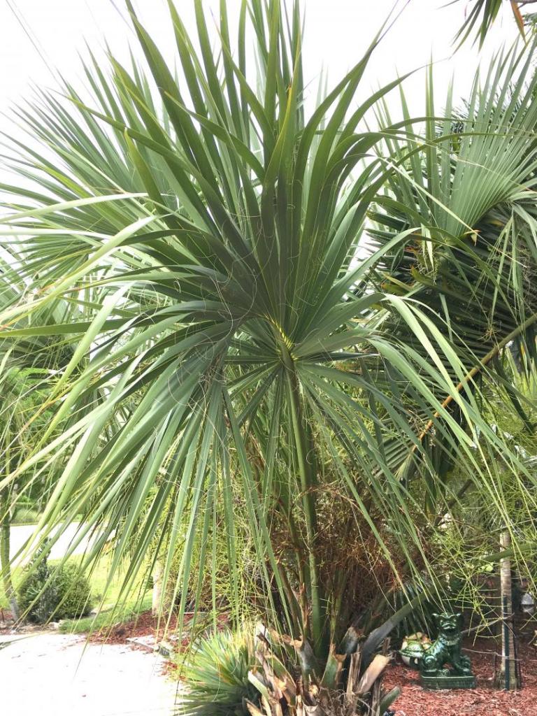 Sabal_miamiensis_02_06-22-19.thumb.JPG.871ceb436d91e1754d2b11869a67c866.JPG