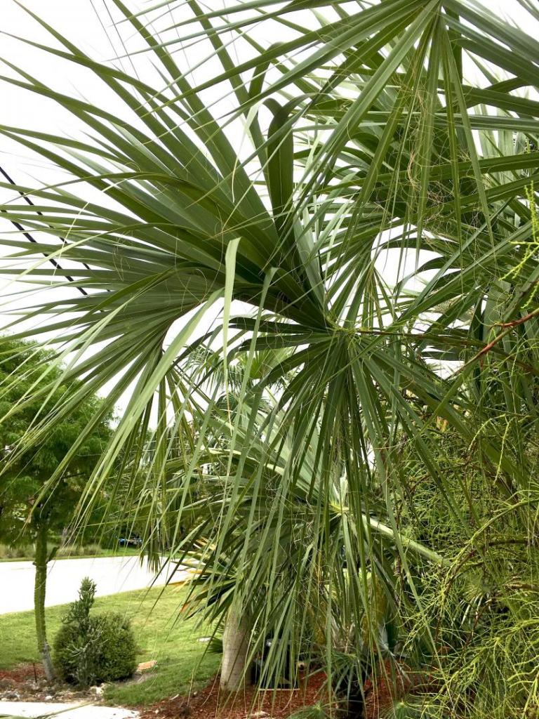 Sabal_miamiensis_03_06-22-19.thumb.JPG.0914754e640547540d3d80a5b31ab040.JPG