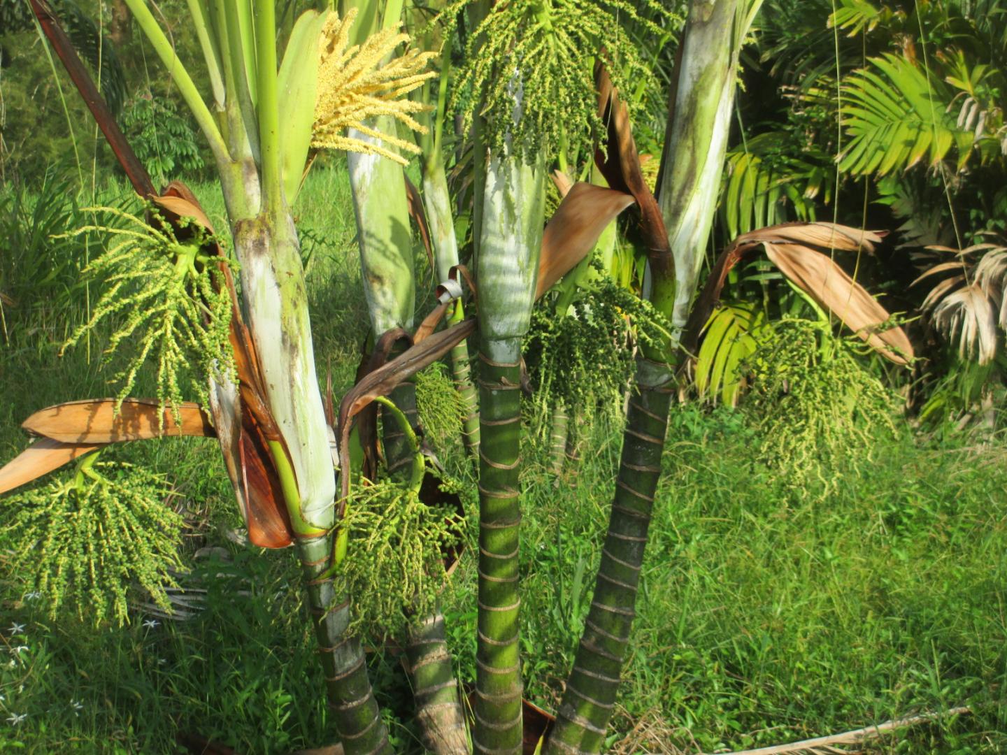 “Dypsis arenarium” flowering? DISCUSSING PALM TREES WORLDWIDE PalmTalk