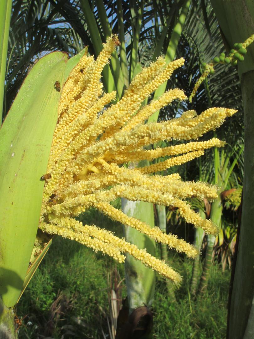 “Dypsis arenarium” flowering? DISCUSSING PALM TREES WORLDWIDE PalmTalk