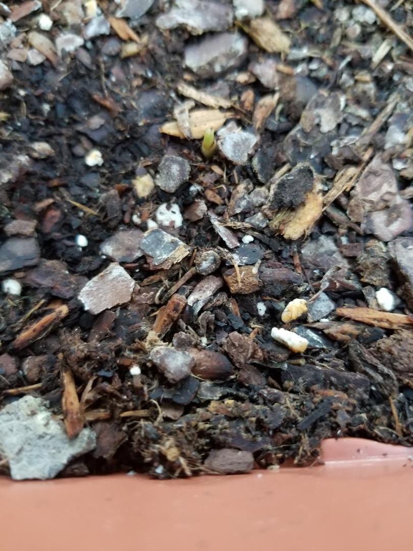 Archontophoenix cunninghamiana Are Sprouting!