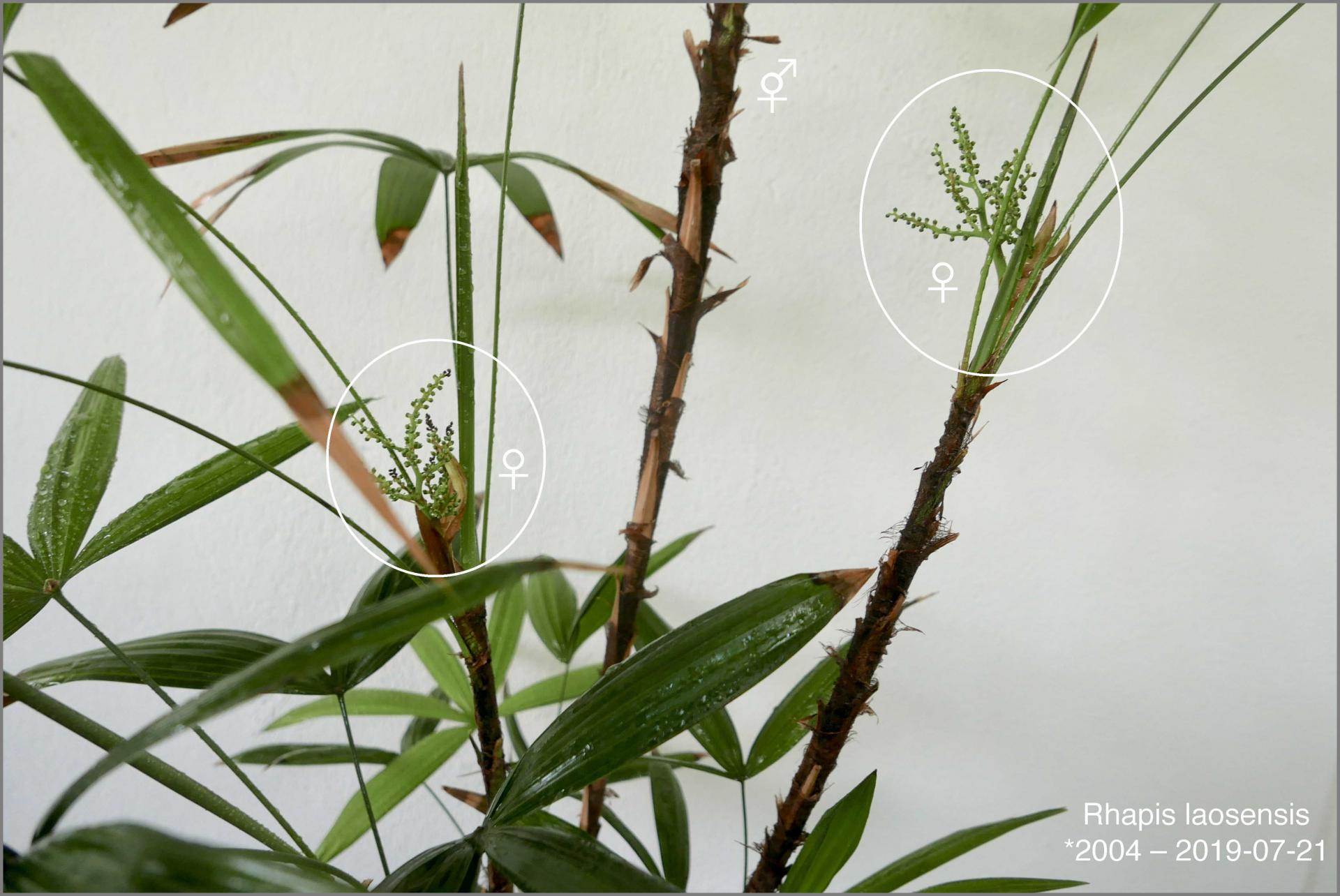 Rhapis laosensis blooming