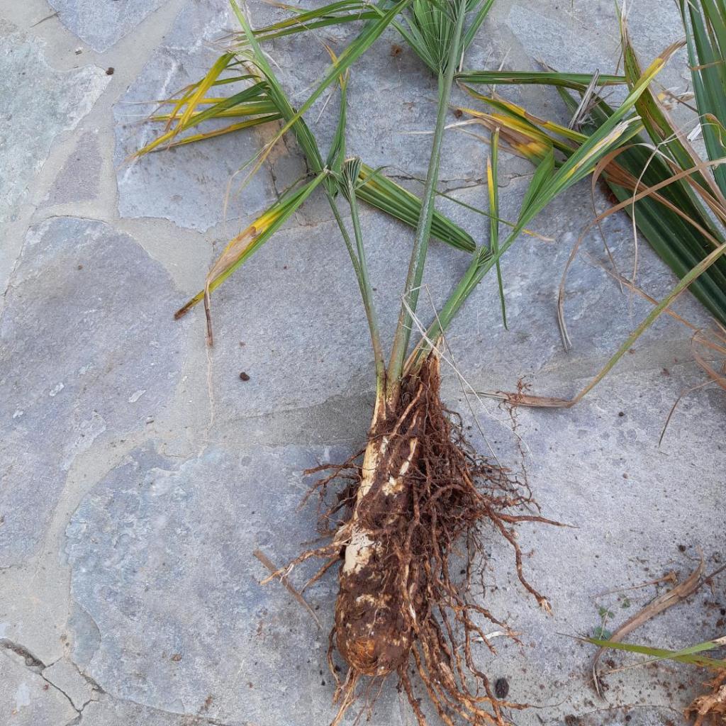 20190707_090513.thumb.jpg.d02cd1570e12a41f5603e499d8829695.jpg