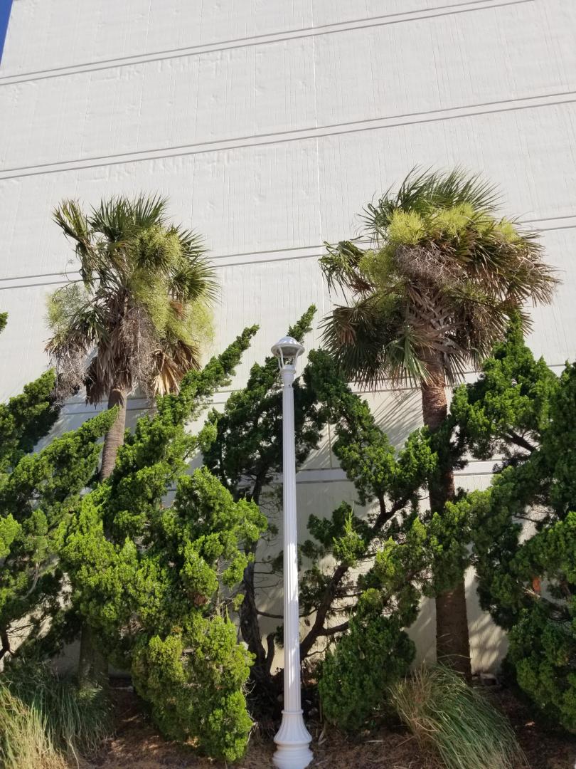 Virginia Beach Volenteer Sabal palmetto