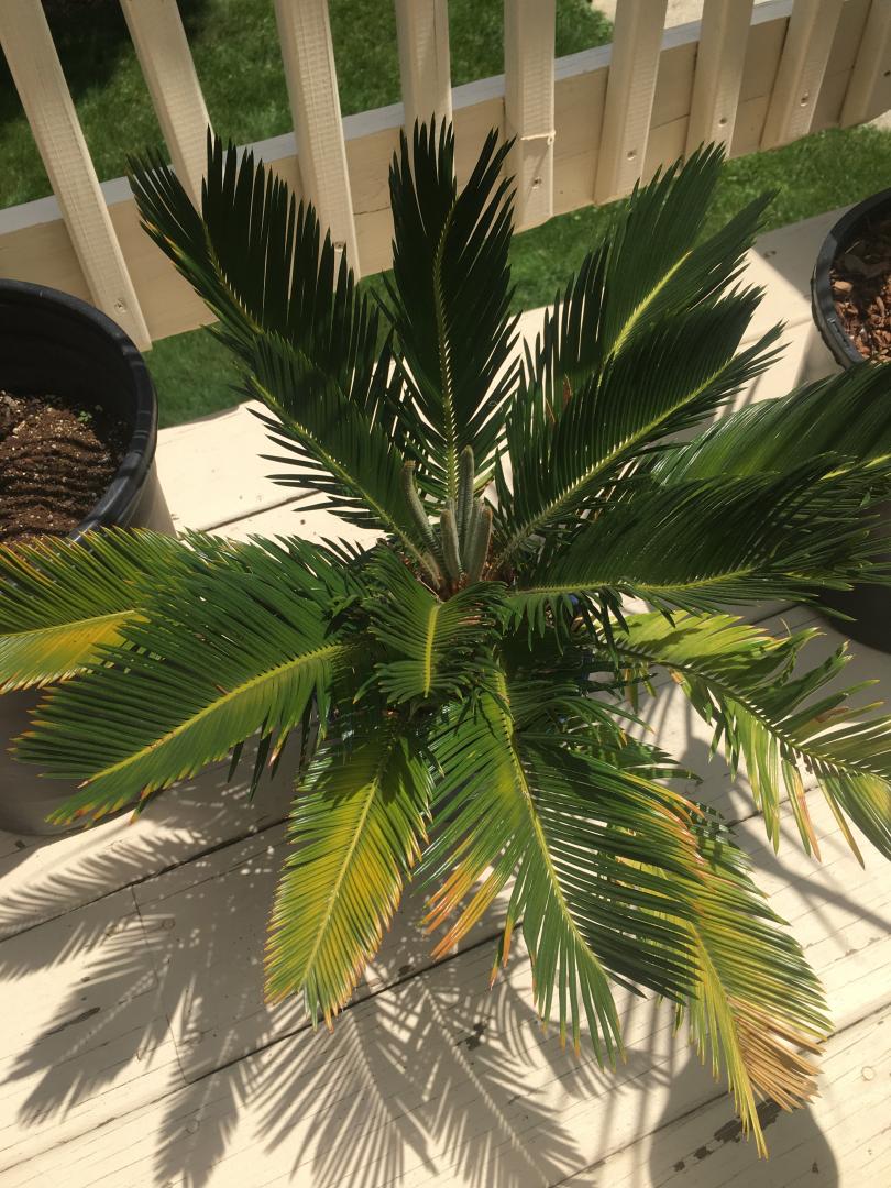 Older sago leaves during flush