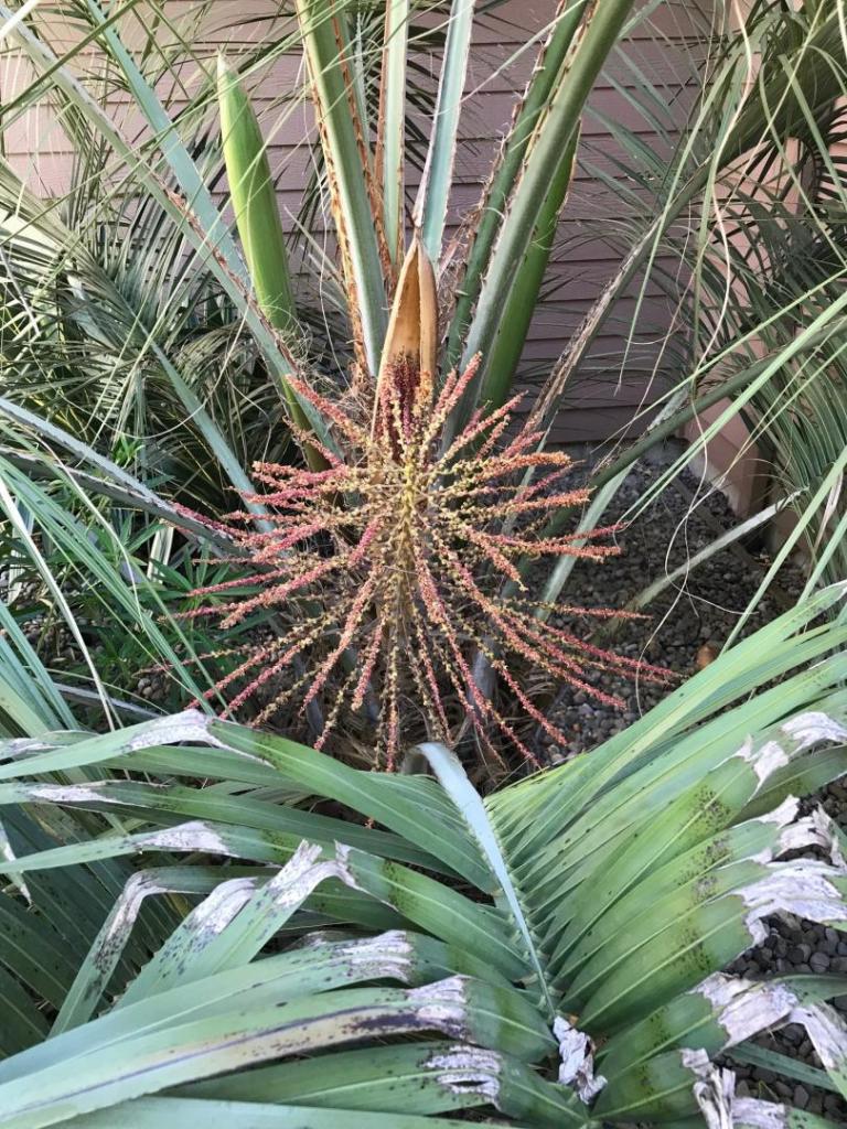 Butia flower 2.jpg