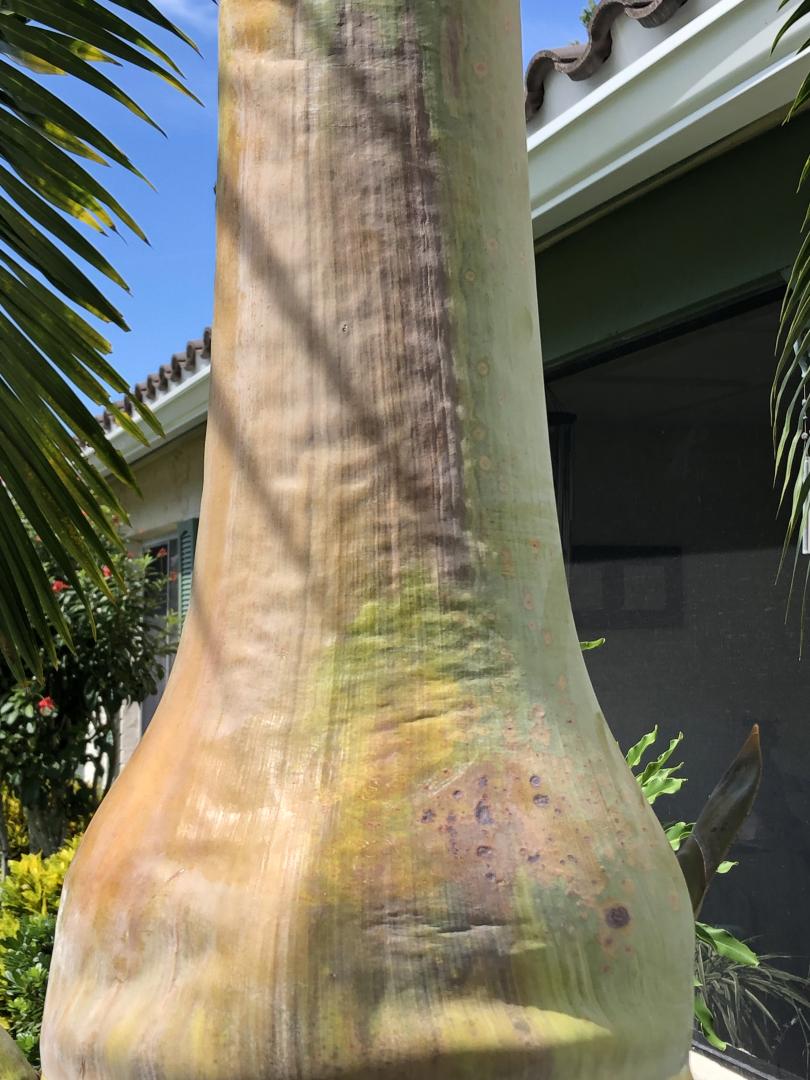 Spindle Palm possible infection