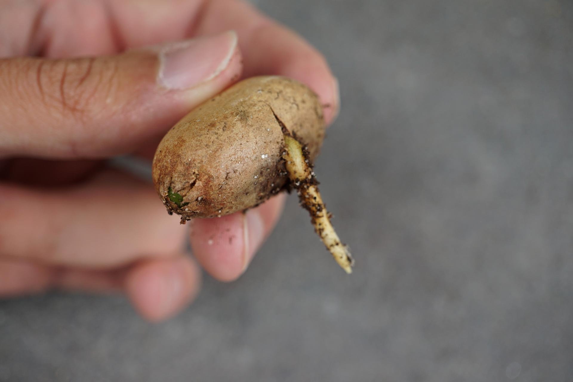 how can i save this one. (macrozamia seed).