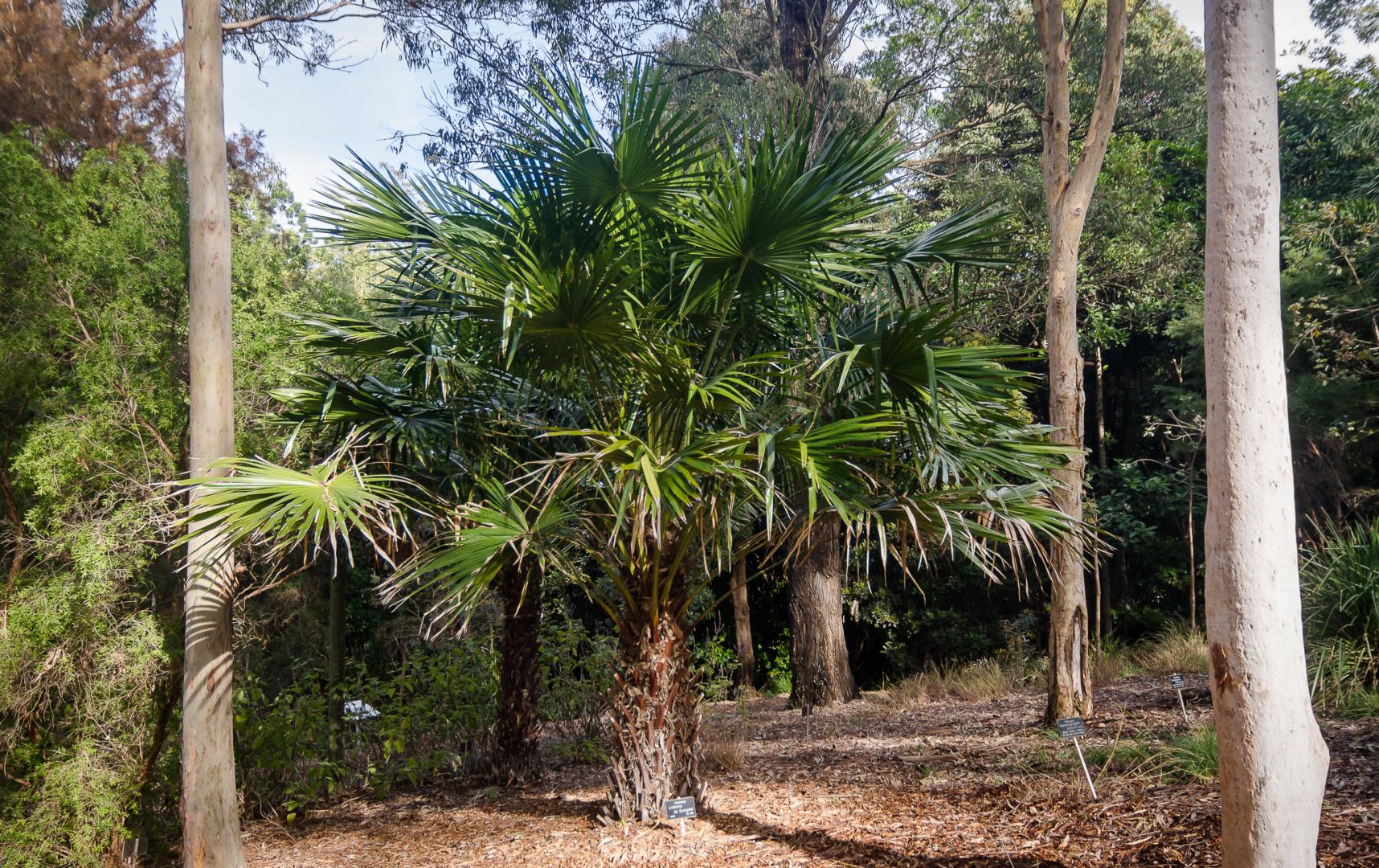 Oz Native palms at Mt Coottha botanical Gardens, Brisbane, Queensland