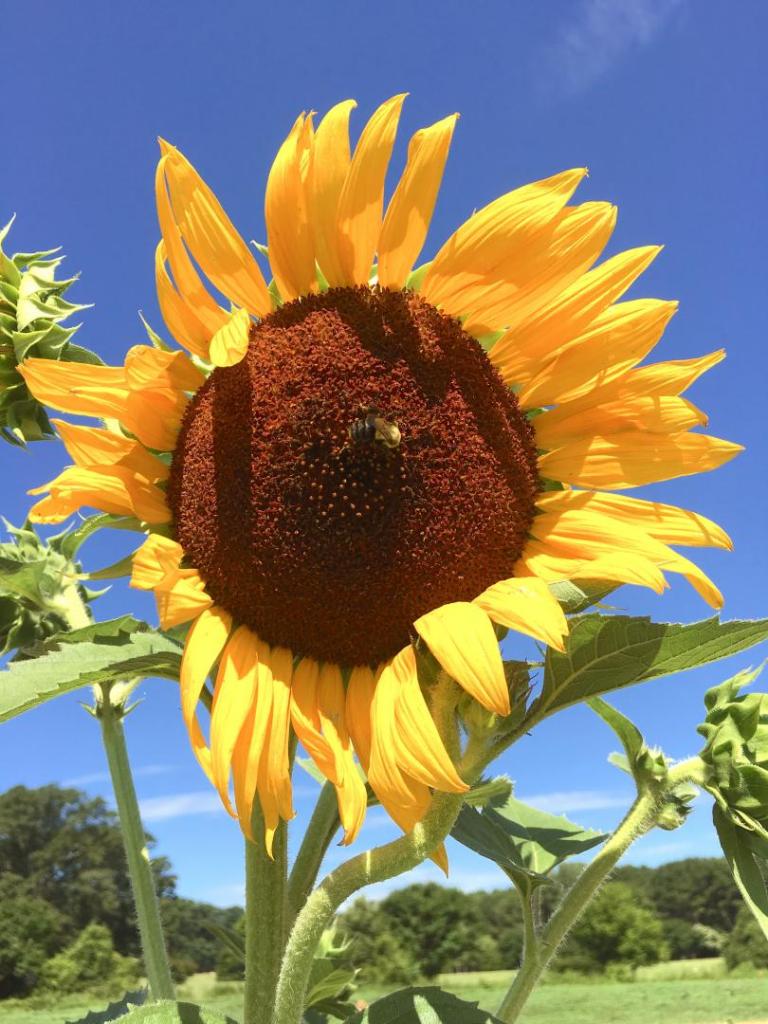 Dark_center_sunflower_w_bee_0107-18-19.thumb.JPG.116856cff1baa6c096c2f385f94f4acb.JPG