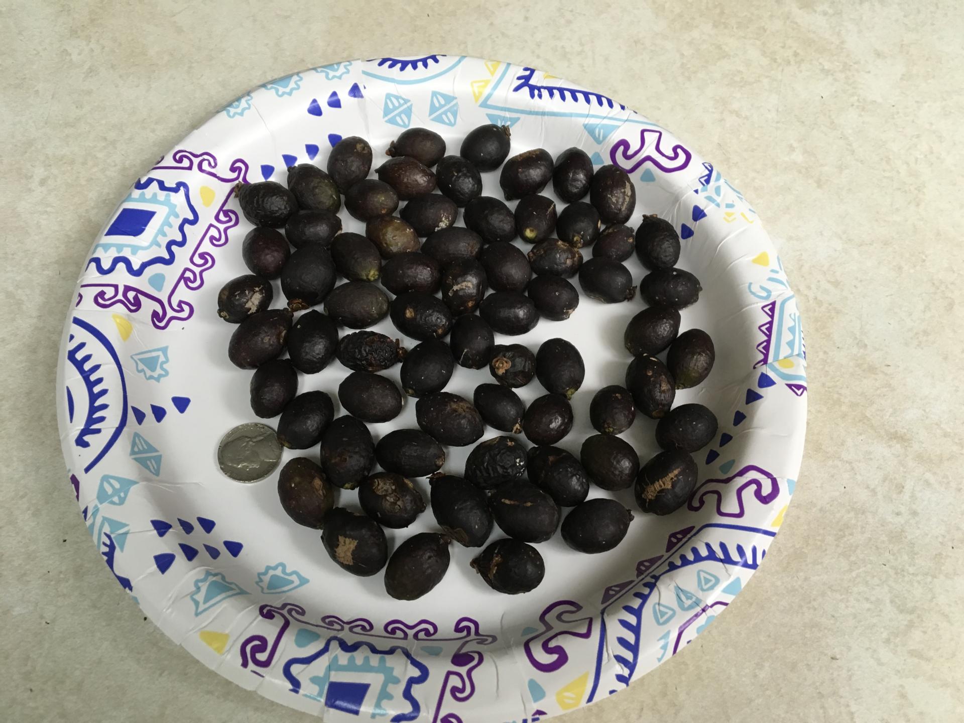 Bottle Palm Seeds - For Sale - PalmTalk