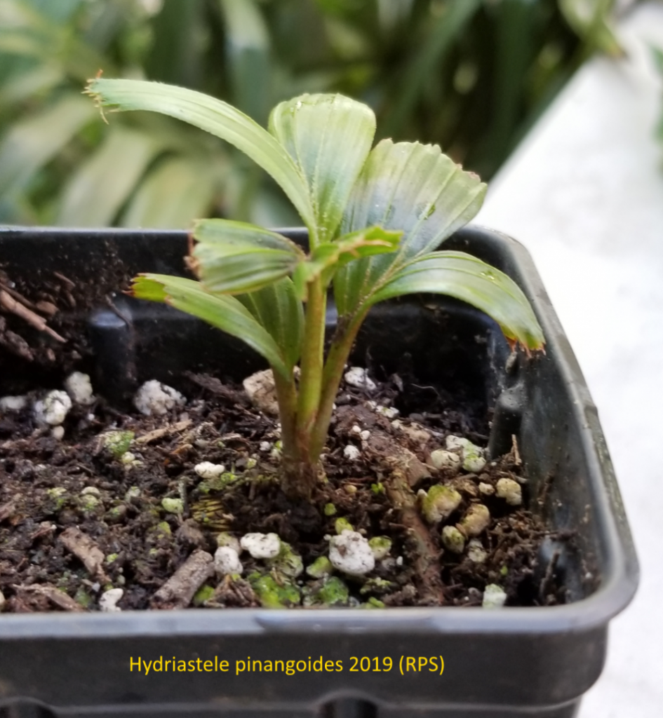 Hydriastele_pinangoides2019.png